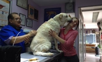 Veterinary services Integral Pets