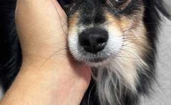 Servicios Veterinarios / Estética canina profesional