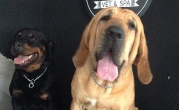 Barberia Canina