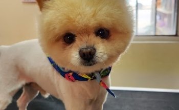 PET GROOMER