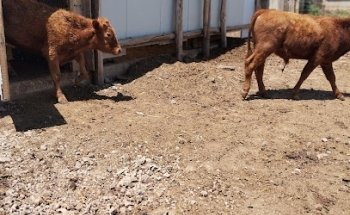 Veterinaria