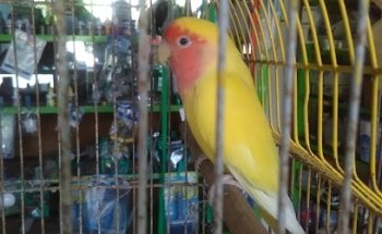 Club Veterinario