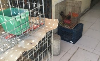 Casa del conejo