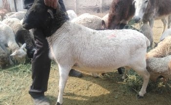 Veterinaria miyotl
