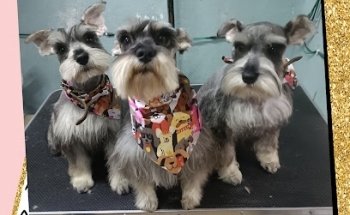 Clínica Veterinaria