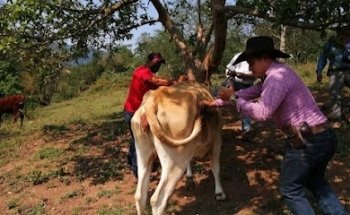 Forrajera y Veterinaria Solís