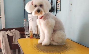 Consultorio Veterinario Chavez