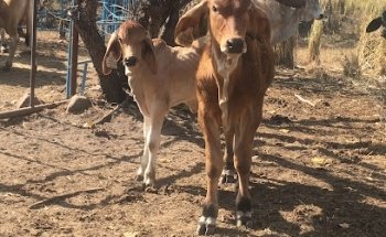 Servicios veterinarios Madero