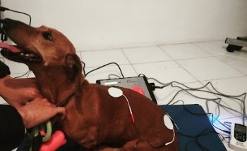 REFIVET