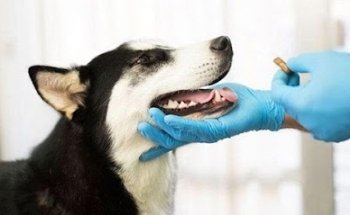 Clínica Veterinaria En Plaza Vips
