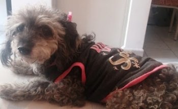 Aragón Veterinaria