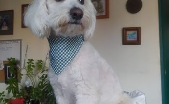 Peaky Dogs