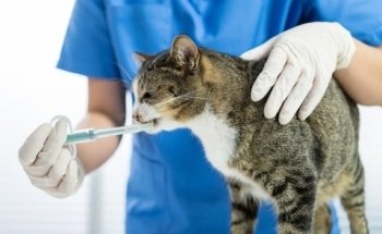 Centro veterinario Pumba