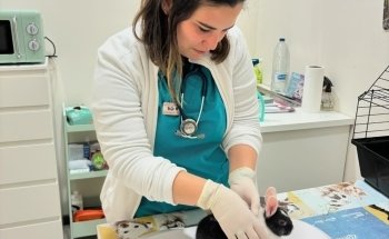 Aroha veterinaria