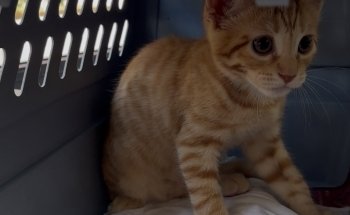 De Gatitos
