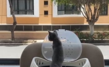 De Gatitos