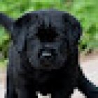 Consultorio veterinario DOG.