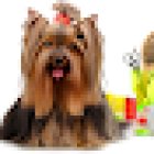 Veterinaria Silver paw Estetica & Spa Canino