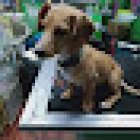 Veterinaria Bilbao