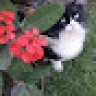 Farmacia Veterinaria Boris