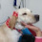 Veterinaria Santo Domingo