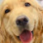Hospital Veterinario Animal Home Coapa 24 horas