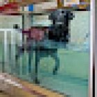 Condesa Pet Center